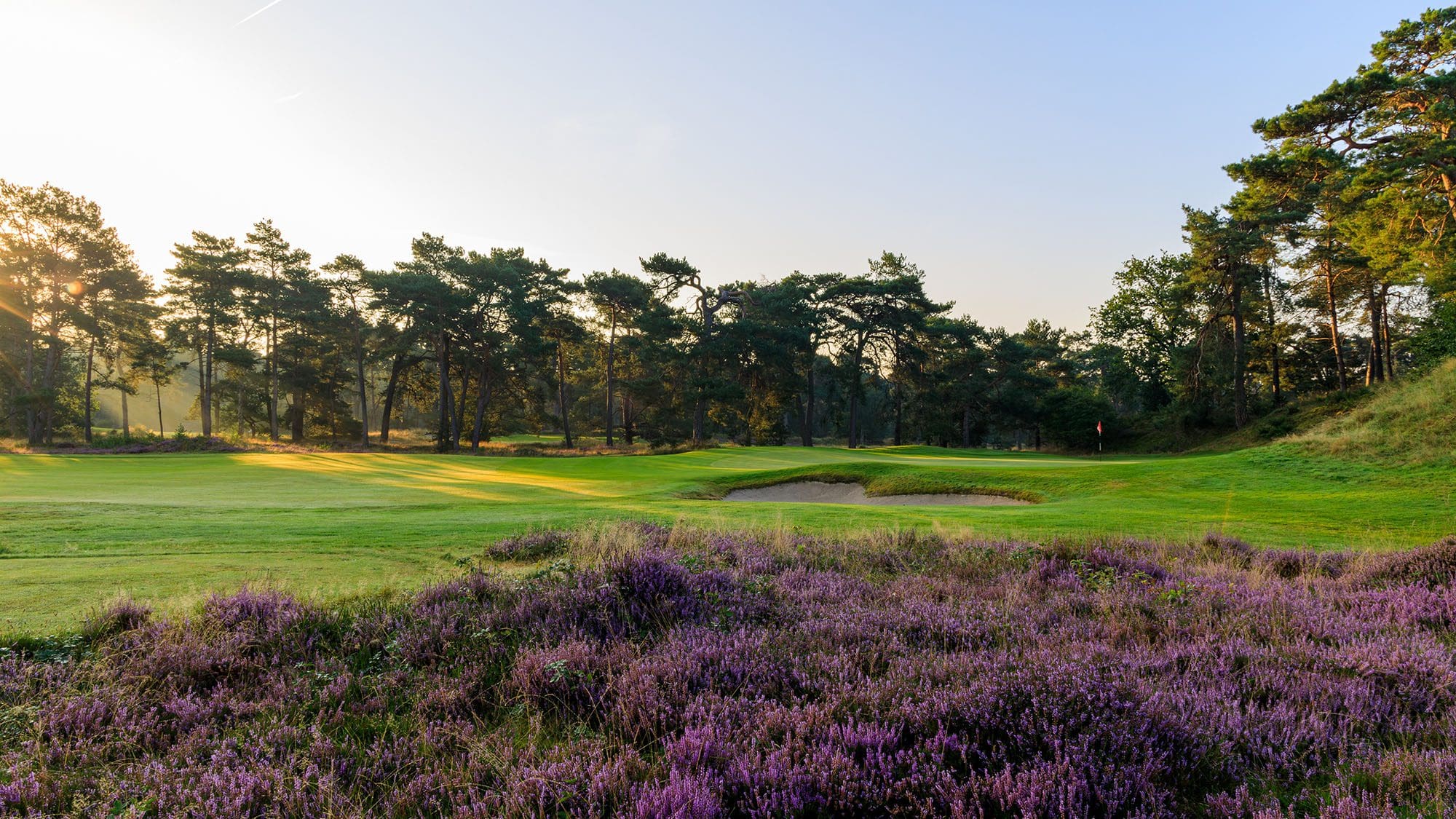 Heathland Golf Course with heather in Central Holland near Utrecht 1