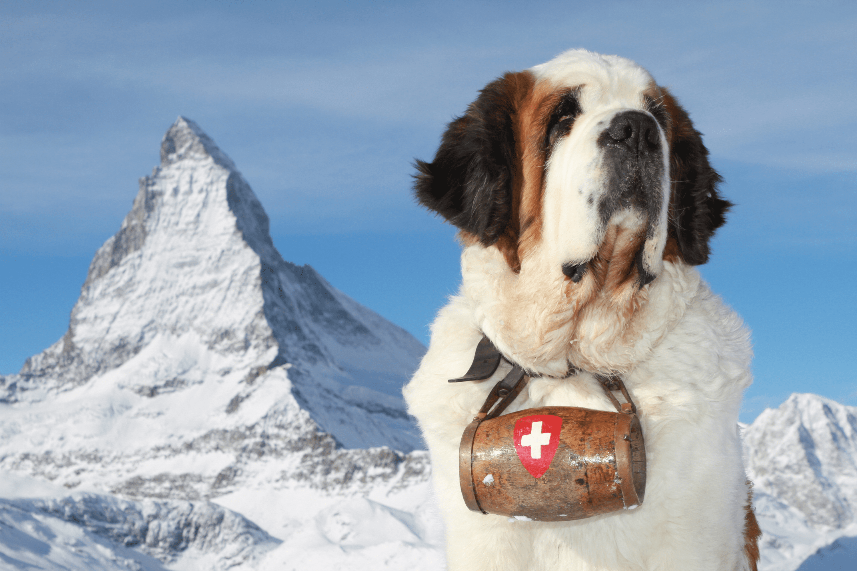 St Bernard Mountain Dog in front of the Matterhorn in the Swiss Alps