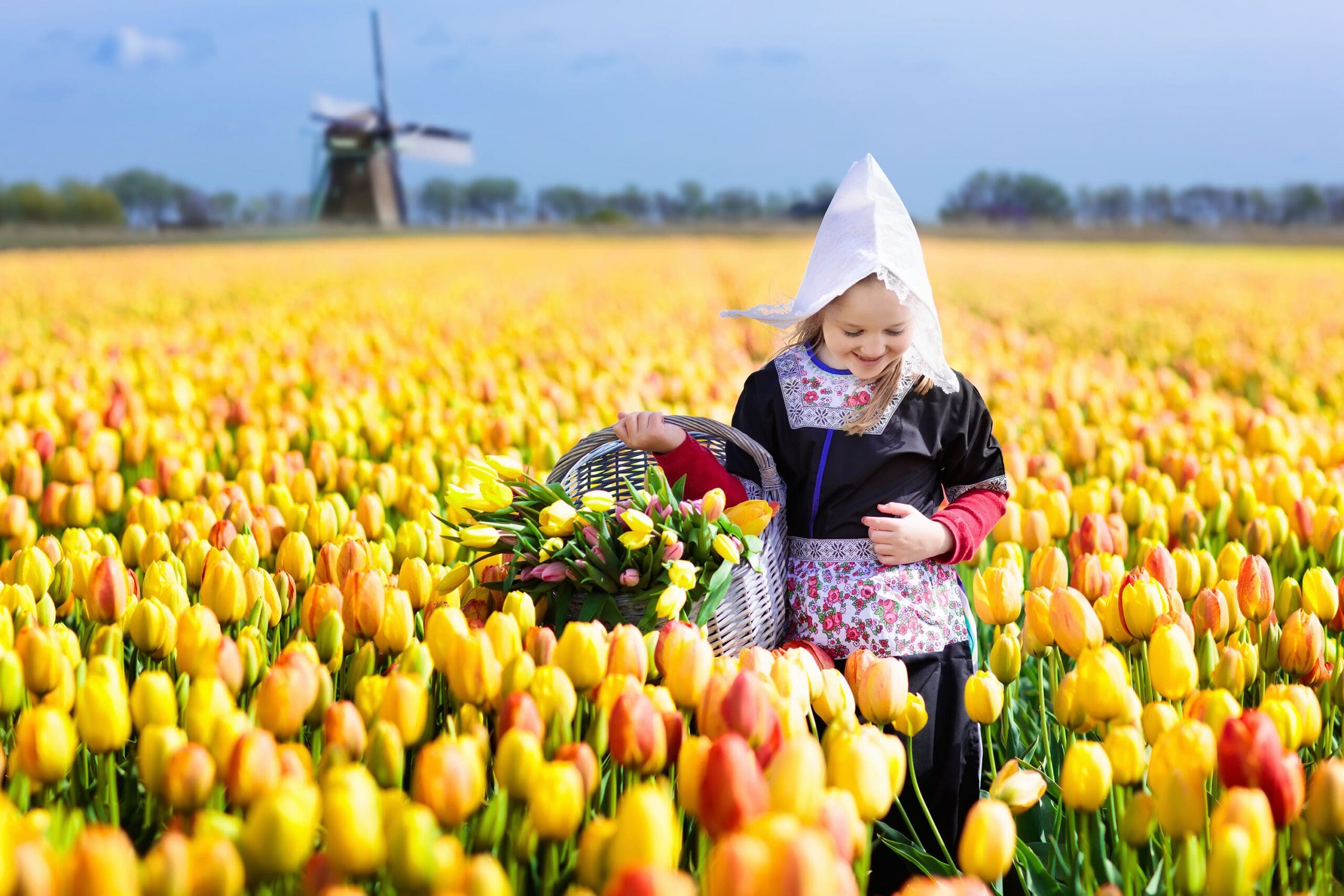 Little Dutch girl in Tulip field with Dutch mill in the Netherlands