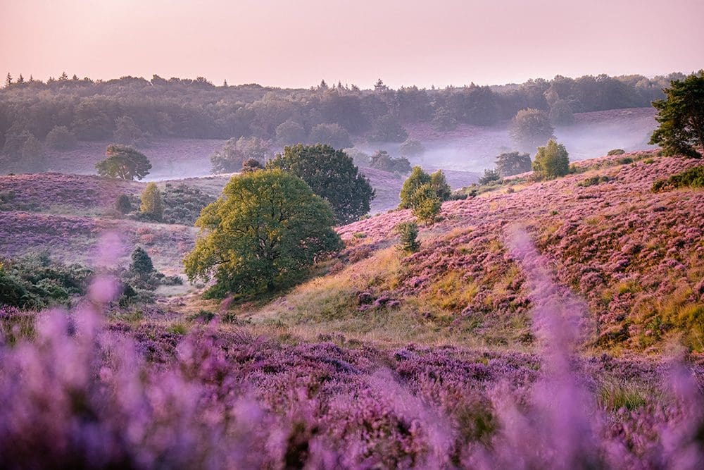 Veluwe National Park with heather-covered hills in the Netherlands