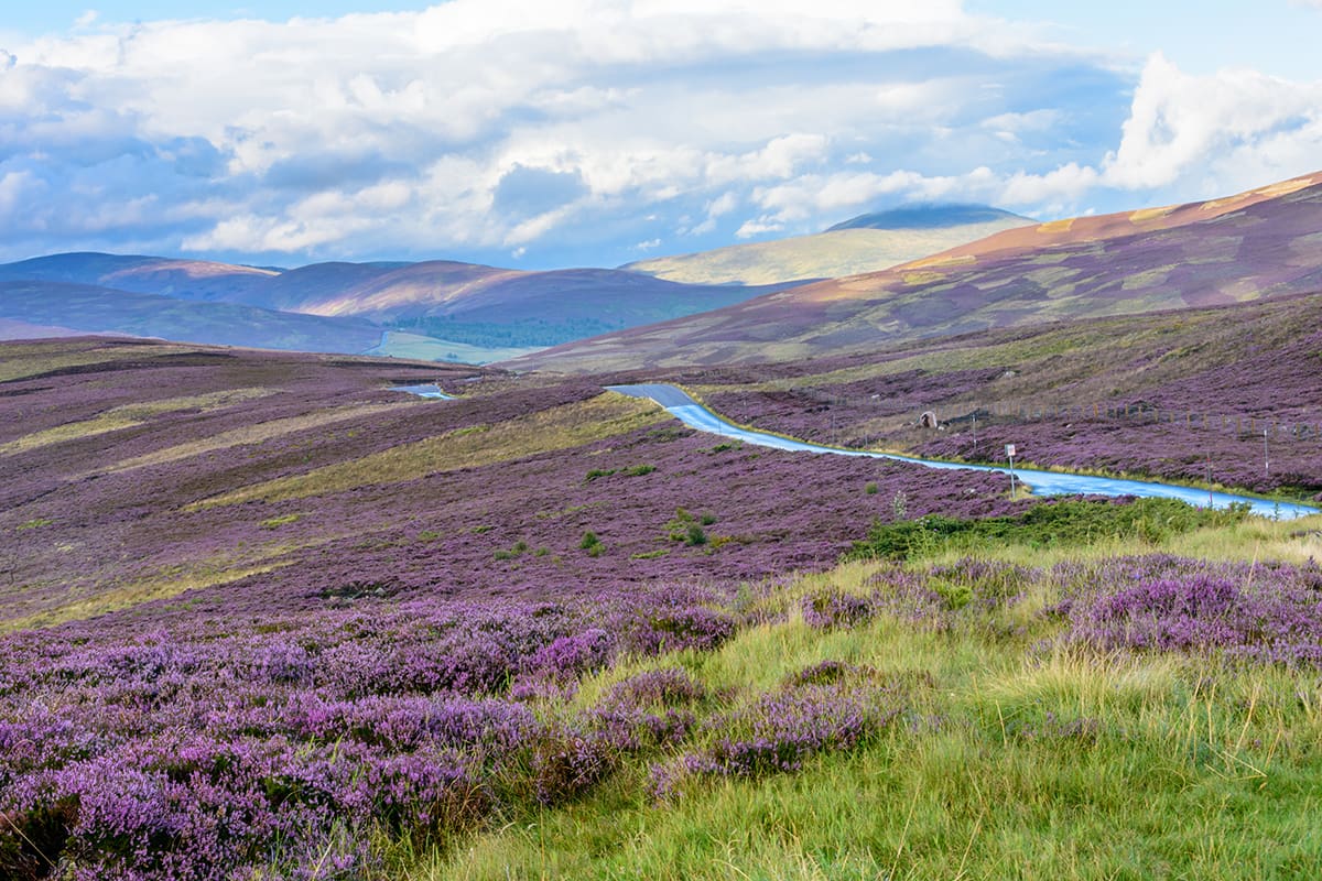 Heather-covered hills at the Cairngorms National Park in the Highlands Scotland